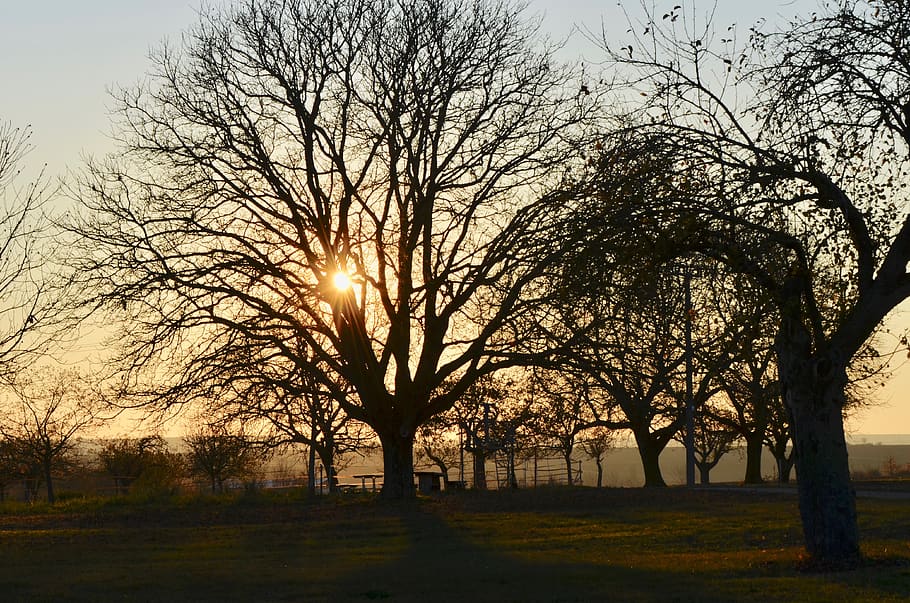 tree, landscape, nature, autumn, dusk, rural, backlighting HD wallpaper