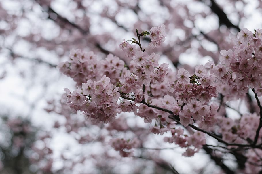 cherry blossom tree, plant, flower, spring, petal, clothing, hood HD wallpaper