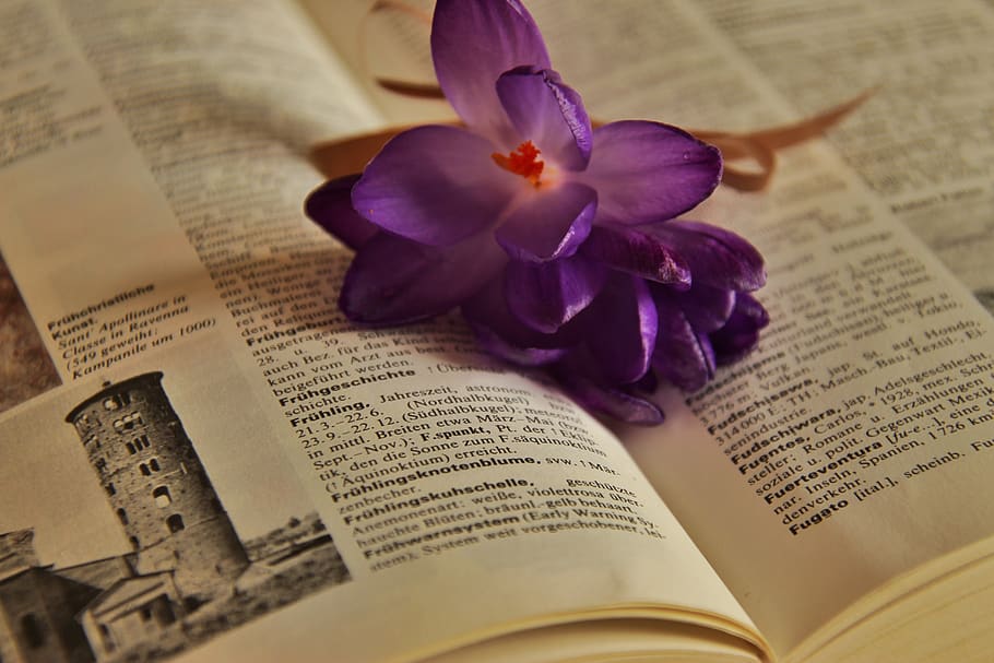spring, crocus, flowers, book, read the dictionary, purple HD wallpaper