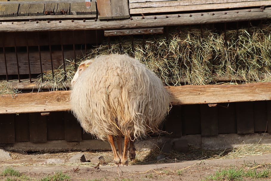 sheep, pet, livestock, wool, food, hay, sheep's wool, day, nature HD wallpaper