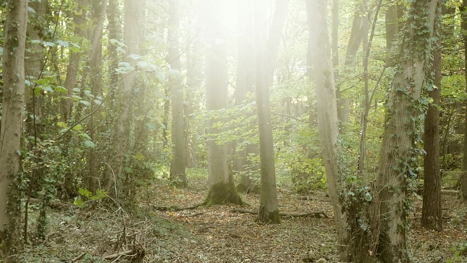 plant, vegetation, land, forest, nature, outdoors, woodland HD wallpaper
