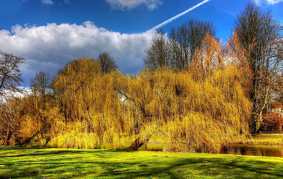 braunschweig, wild, tree, nature, stream, water, flow, canal HD wallpaper