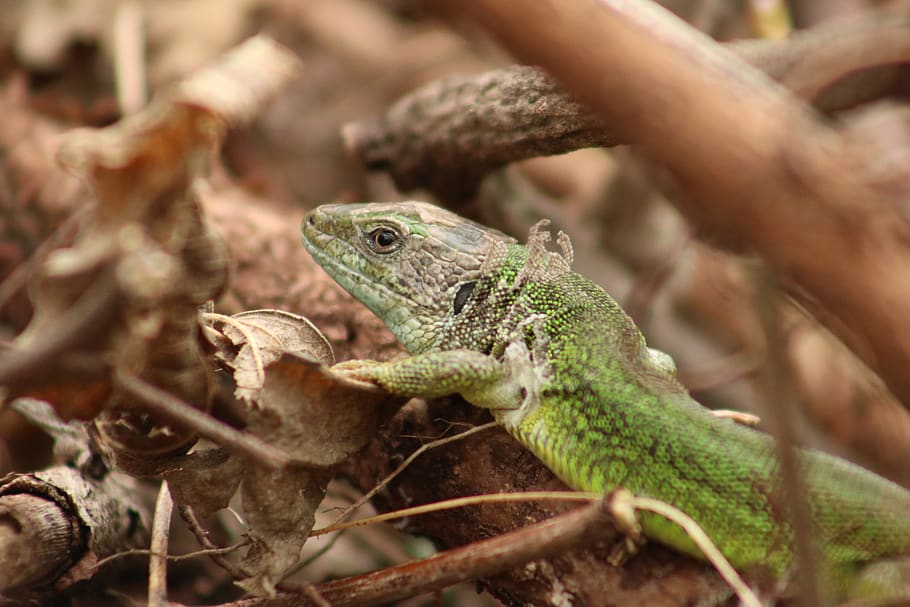 animal themes, animal wildlife, reptile, lizard, animals in the wild HD wallpaper