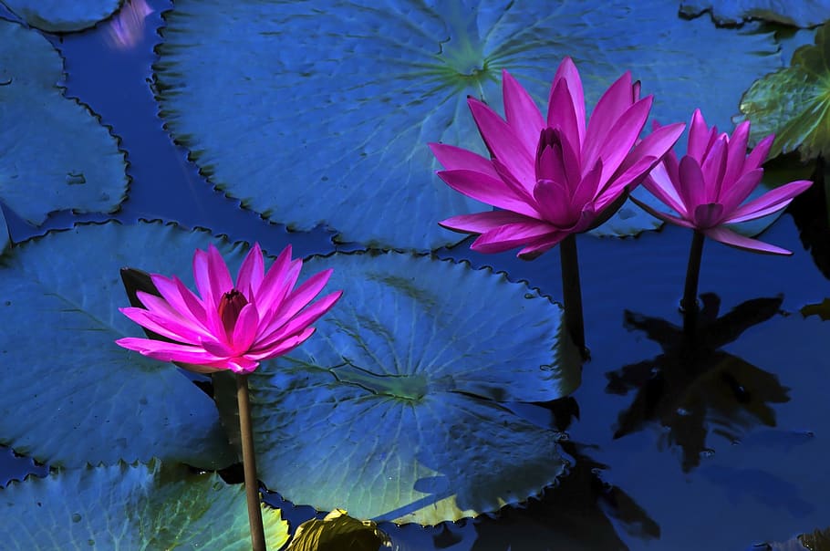 lotus flower, water lily, plant, aquatic, floral, exotic, blooming, HD wallpaper