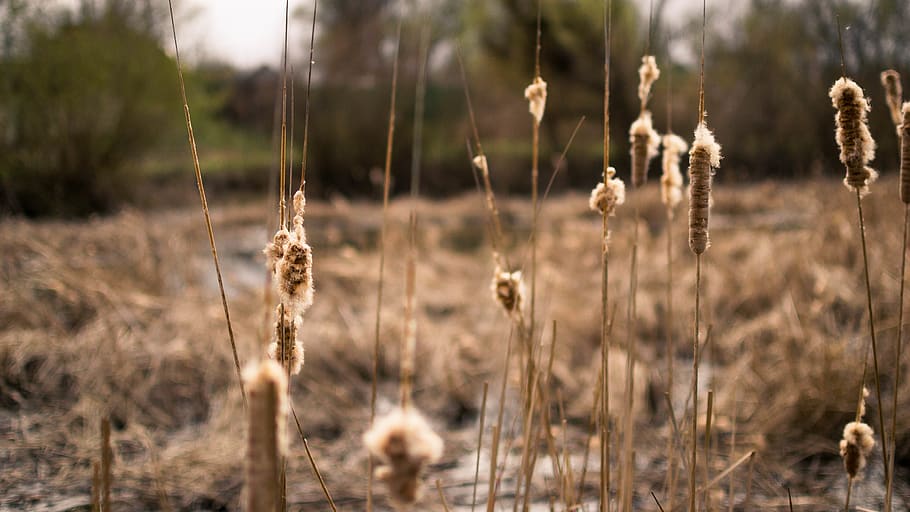 sunny, reed, growth, plant, field, nature, land, focus on foreground HD wallpaper