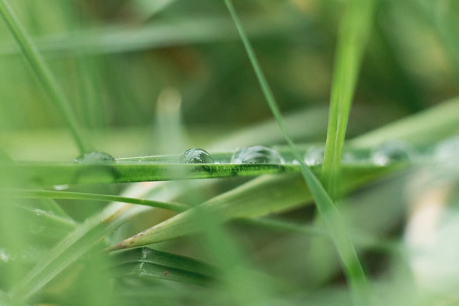 Green Leaved Plant With Water in Shallow Focus Photography, blur HD wallpaper