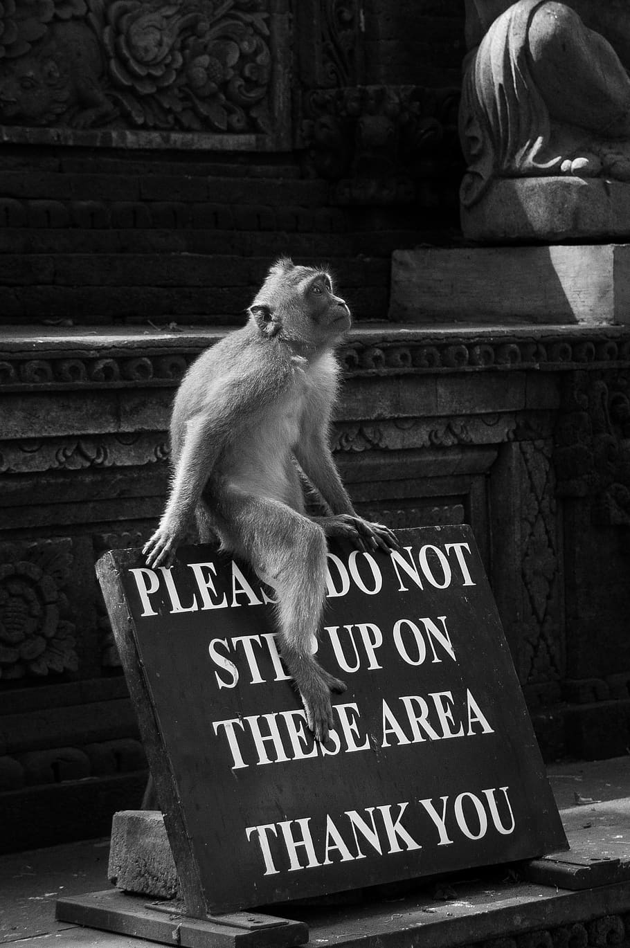 indonesia, bali, monkey, text, western script, communication HD wallpaper