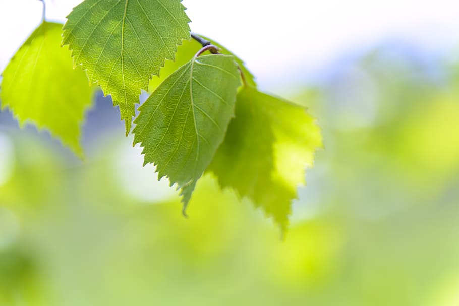 Focus Photography of Green Leaves, blur, branch, bright, close-up HD wallpaper