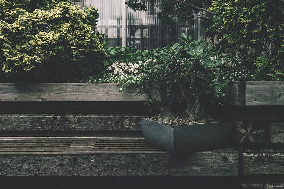 green leafed plants, vase, jar, pottery, potted plant, tree, bench HD wallpaper