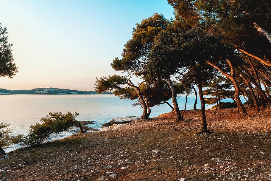 croatia, pula, water, tree, plant, sky, beauty in nature, tranquility HD wallpaper