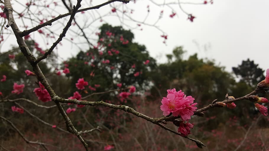 cherry blossoms, summit resort, taichung, taiwan, flower, flowering plant, HD wallpaper