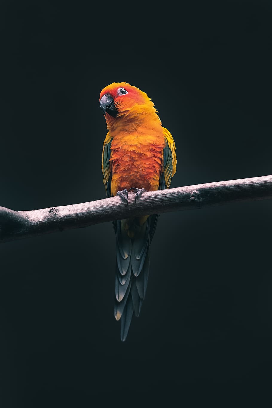 Lovebird Parrot Wallpaper -- HD Wallpapers of Lovebird Parrots!:Amazon.com:Appstore  for Android