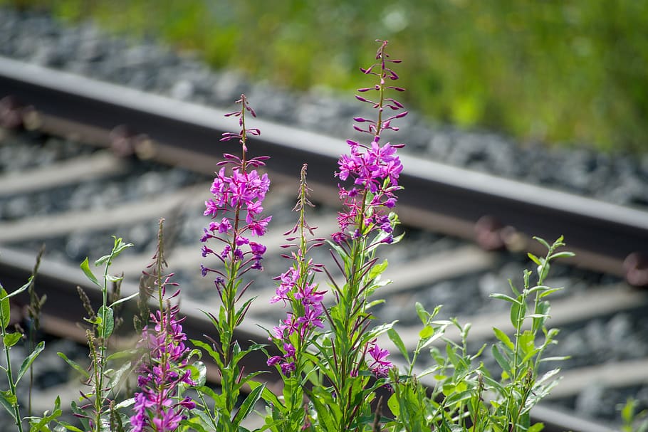 Close-up of Pink Flowering Plants, bloom, blossom, flora, flowers HD wallpaper