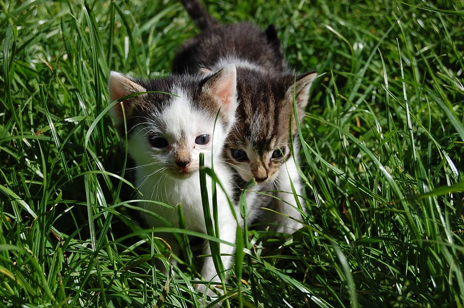 cute, animal, grass, small, cat, young, pet, kitten, baby, fluffy HD wallpaper