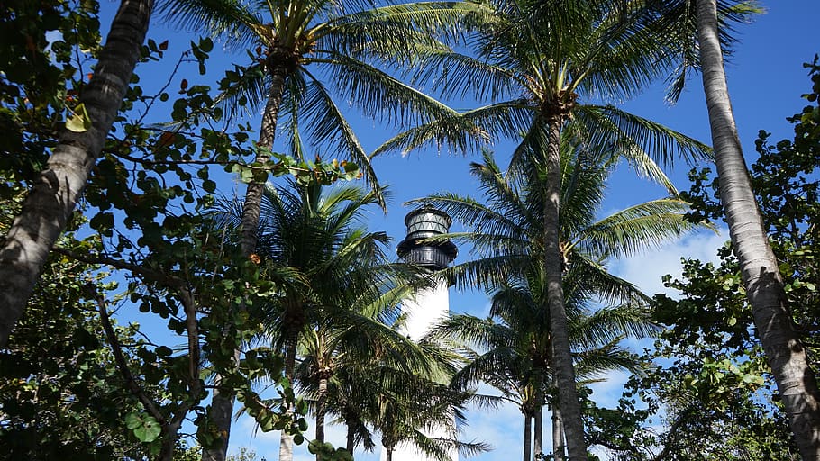 palm tree, arecaceae, plant, garden, outdoors, arbour, light house point HD wallpaper