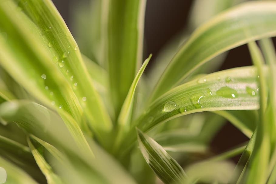 closeup, leaf, green, soft, macro, plants, spiderplant, green color HD wallpaper