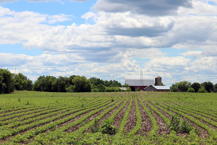 farm, cloud - sky, agriculture, plant, field, rural scene, scenics - nature HD wallpaper