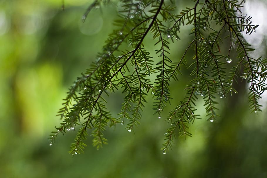 plant, green color, growth, tree, beauty in nature, no people HD wallpaper