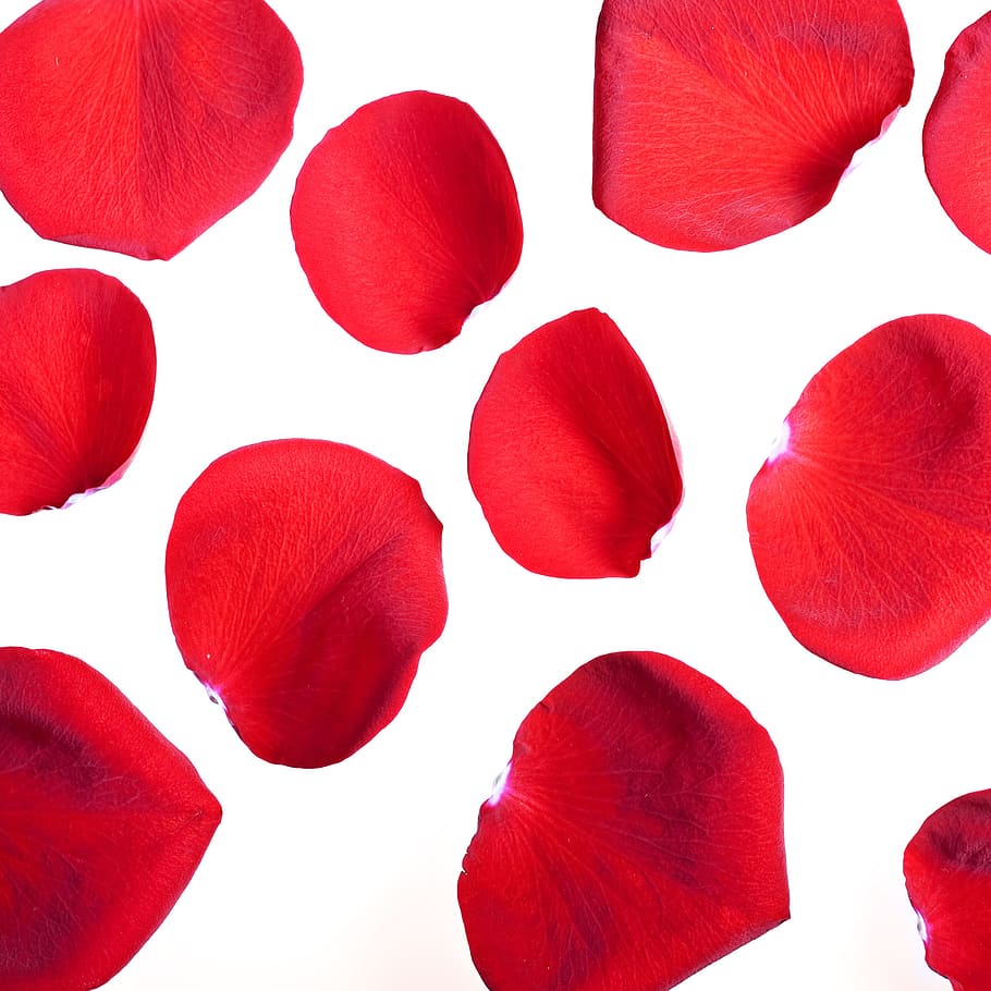 flower, fresh, gift, isolated, petals, photo, red, romance HD wallpaper