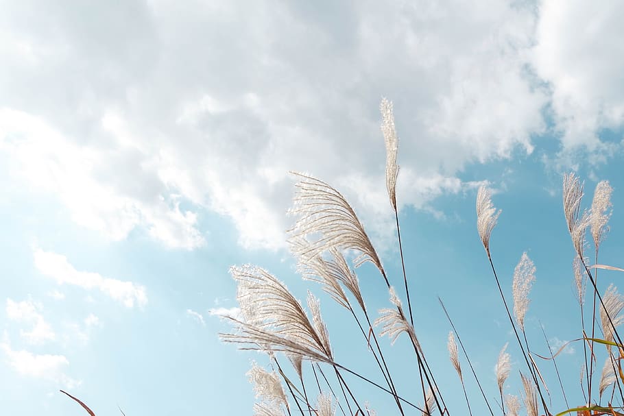 reed, sky, nature, cloud - sky, low angle view, growth, beauty in nature HD wallpaper