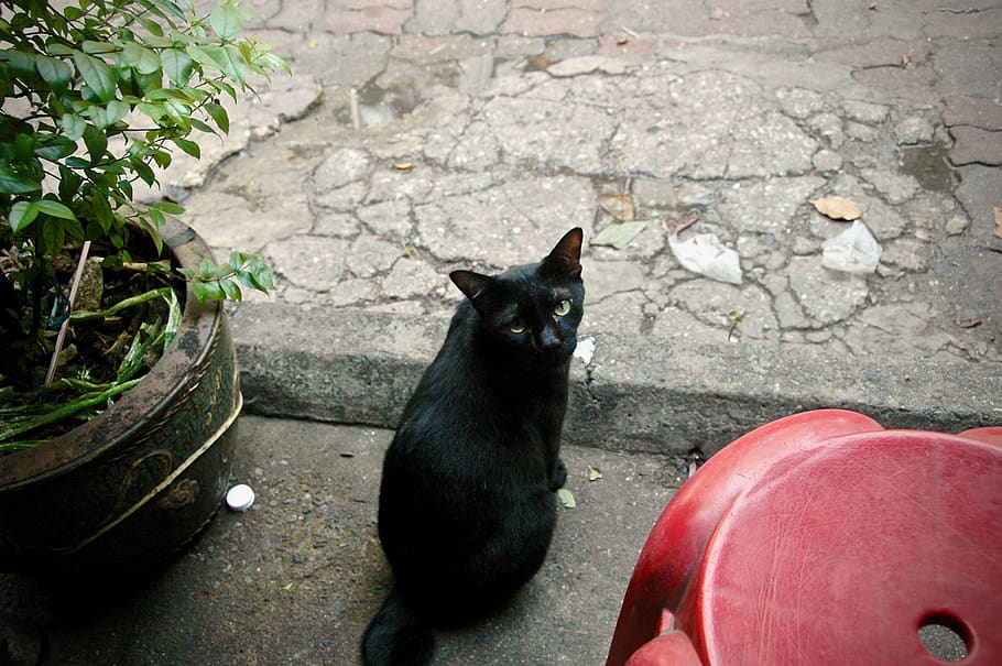cat watch, black, mammal, domestic, pets, one animal, domestic animals HD wallpaper