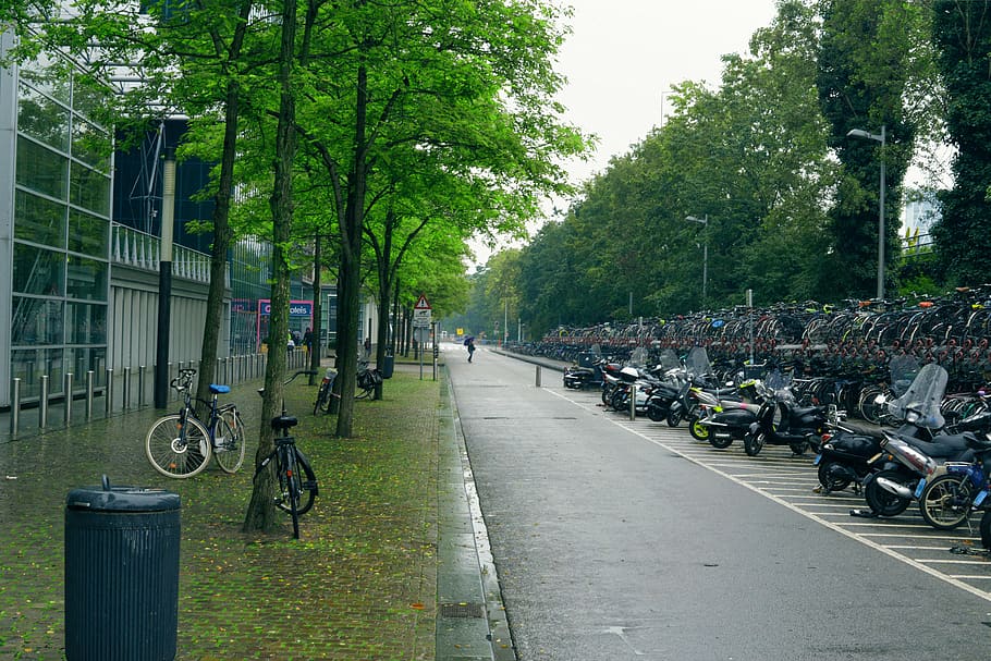 netherlands, amsterdam, transportation, plant, mode of transportation HD wallpaper