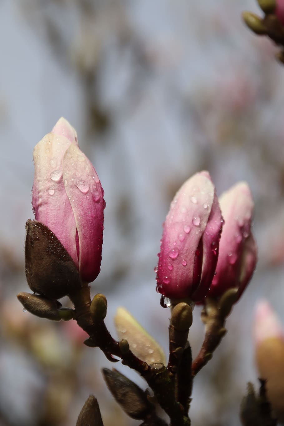 magnolia, blossom, bloom, spring, garden, close up, pink, tulip magnolia HD wallpaper