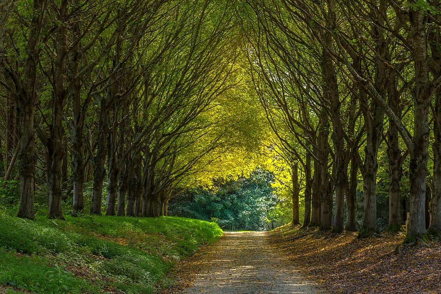 Tree path. Желтая дорожка в лесу. Огибные дороги в садах. Дверь между деревьев. Дорога в саду 5 букв.