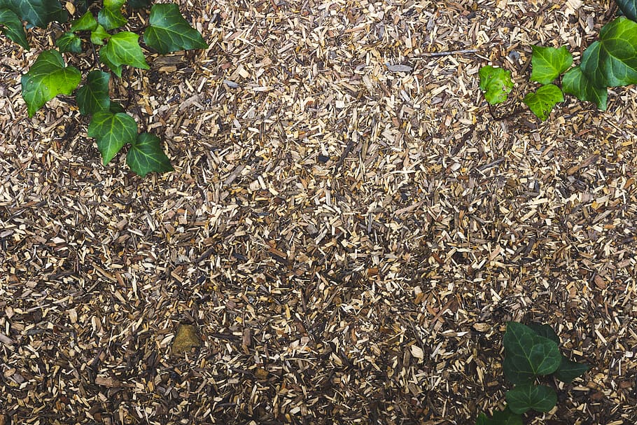 nature, ground, leaf, tree, plant part, growth, high angle view HD wallpaper