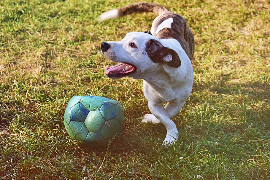 Brindle and White Puppy Playing Ball on Grass Field, canine, cute, HD wallpaper