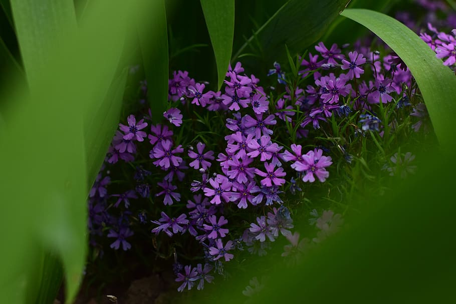 hungary, flower, flowering plant, vulnerability, fragility HD wallpaper