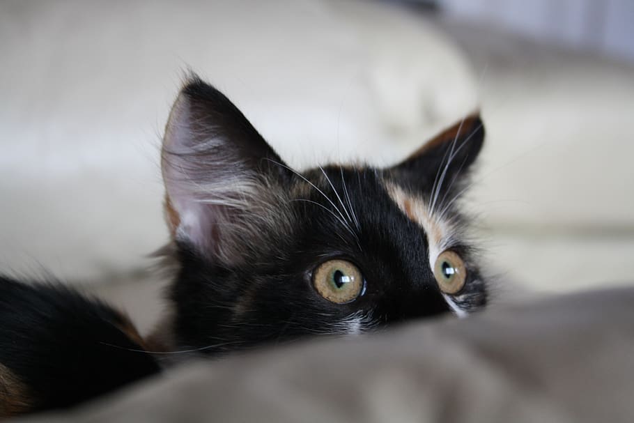 cat, cute, funny, kitty, hunter, kitten, staring, fluffy, pet HD wallpaper