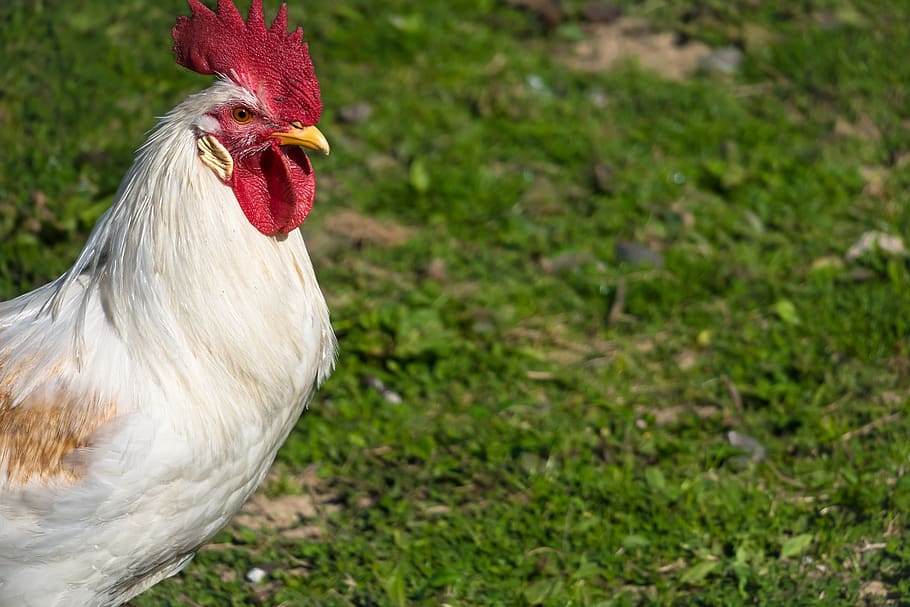 hahn, pride, watch, gockel, male, look, farm, poultry, bird HD wallpaper