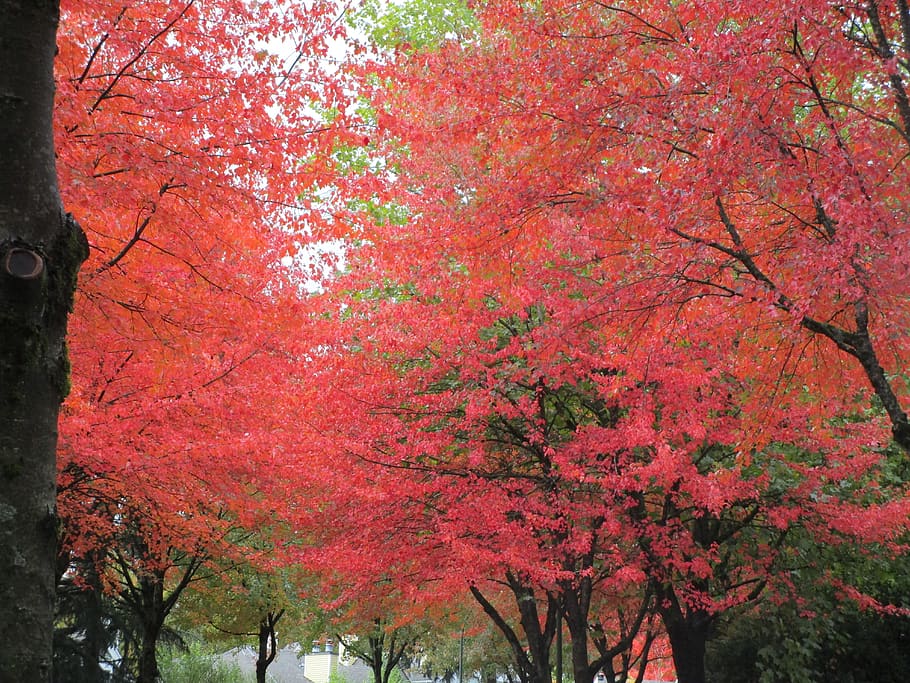 canada, vancouver, autumn, fall, trees, orange, season, leave HD wallpaper