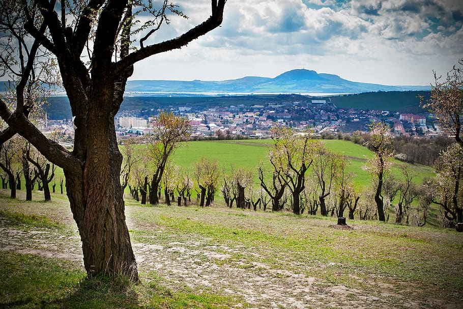 landscape, pálava, spring, trees, clouds, nature, field, plant HD wallpaper