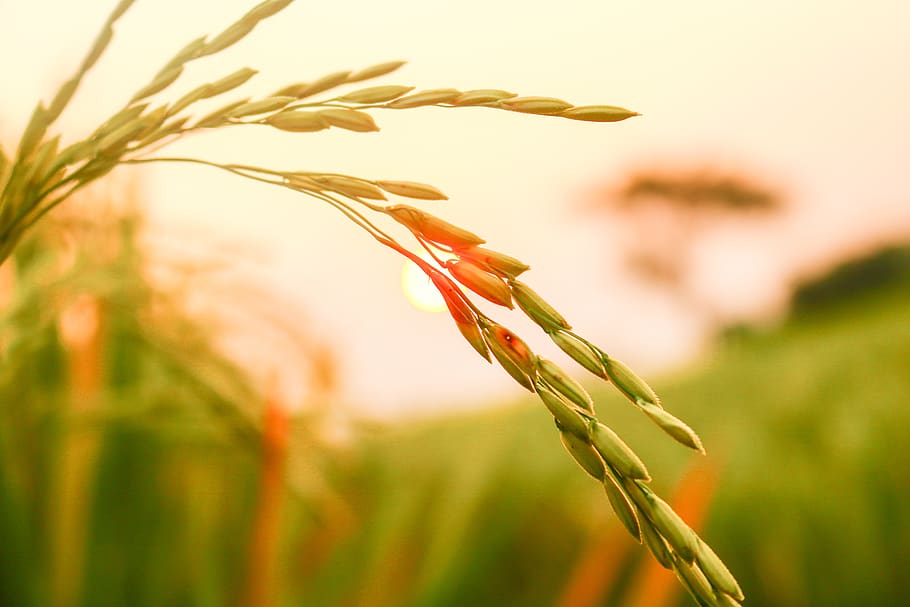 rice, rice seeds, agriculture, harvesting, wheat, organic, field, HD wallpaper