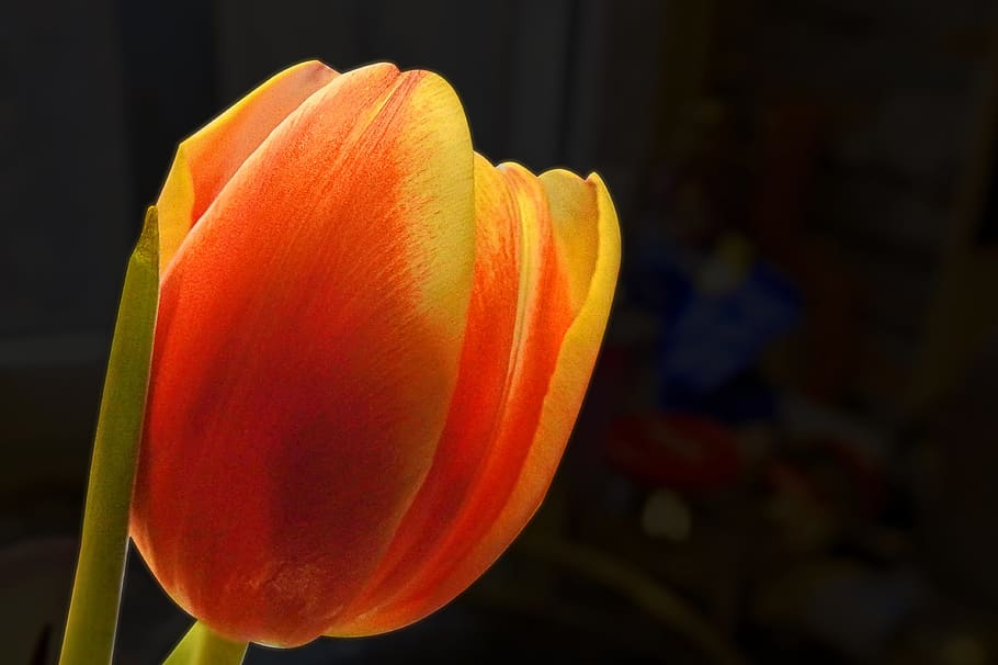 tulip, blossom, bloom, spring, flower, flora, flowering plant HD wallpaper