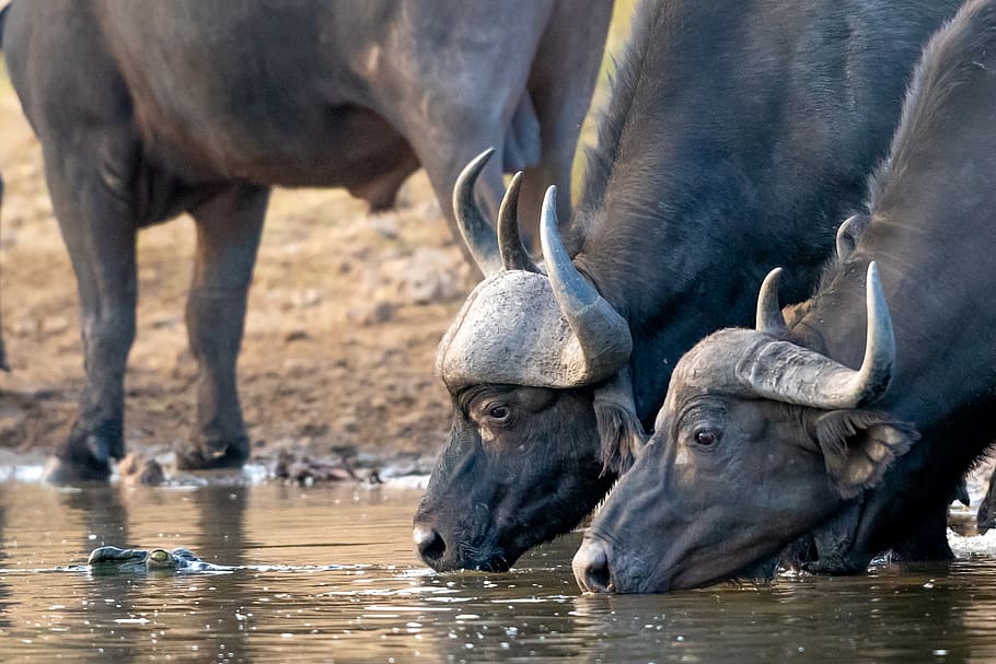 water buffalos, animal, animal themes, animal wildlife, mammal HD wallpaper