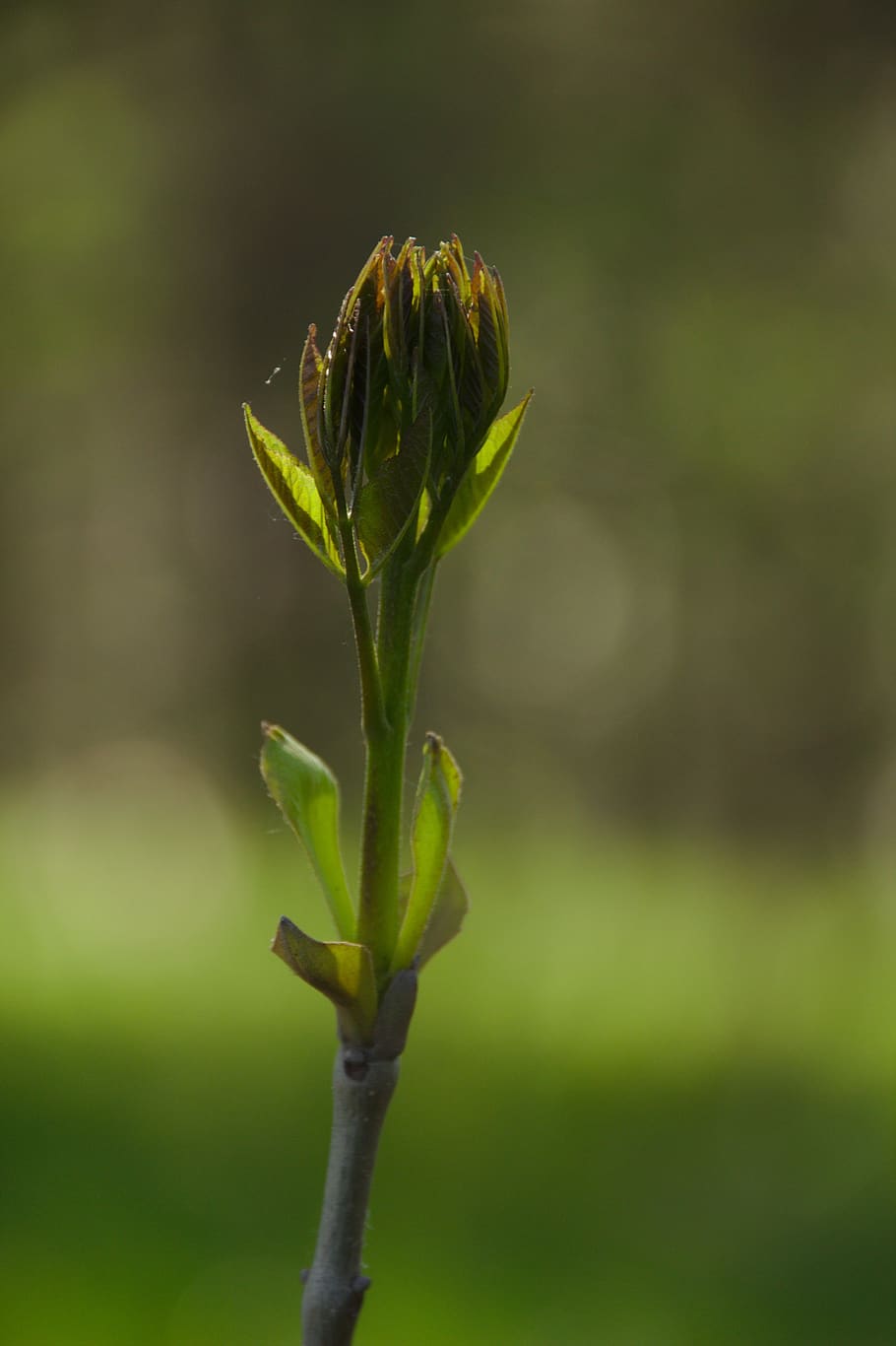 freshman, bud, green, spring, life, almost, plant, growth, beauty in nature HD wallpaper