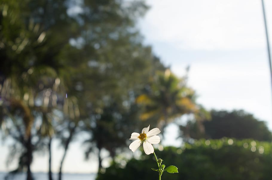 plant, flower, flowering plant, beauty in nature, fragility HD wallpaper