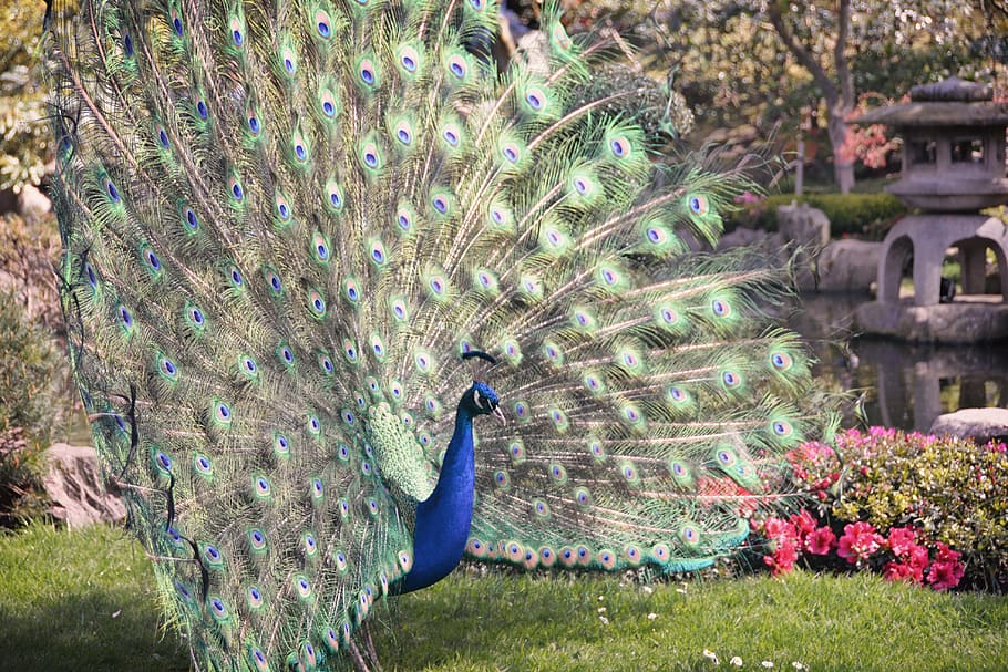 united kingdom, london, peacock in holland park (kyoto garden), HD wallpaper