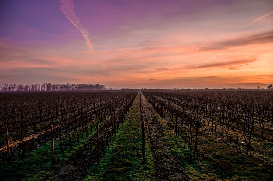 sunset, dusk, sky, nature, landscape, rural, countryside, agriculture HD wallpaper