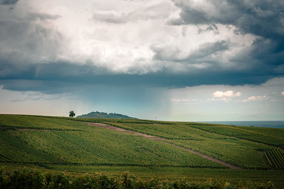 vine, sky, rain, landscape, cloud - sky, scenics - nature, environment HD wallpaper