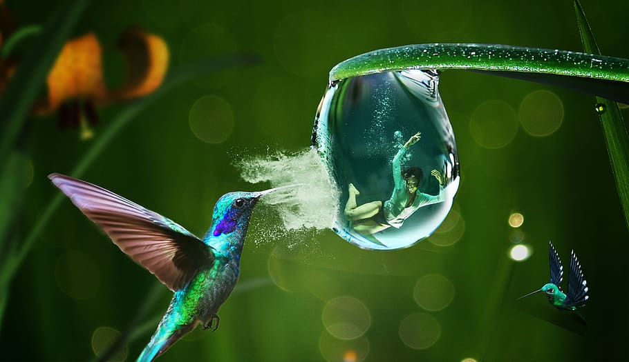 rescue, human, security, risk, dew, drip, fantasy, water, diving HD wallpaper