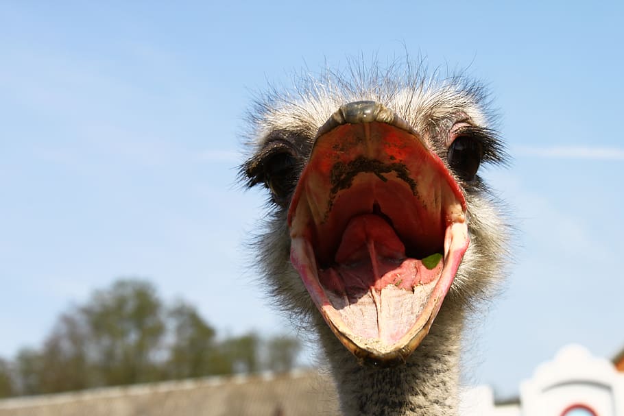 brown ostritch, mammal, mouth, animal, mouth open, animal body part HD wallpaper