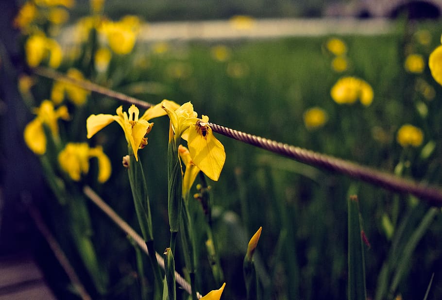 yellow-petaled flower, plant, flowering plant, focus on foreground HD wallpaper