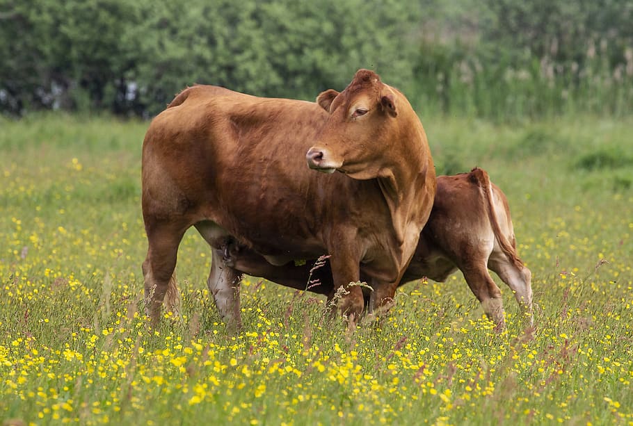 cow, cows, cattle, grass, mark, expensive, calf, eng, agriculture HD wallpaper