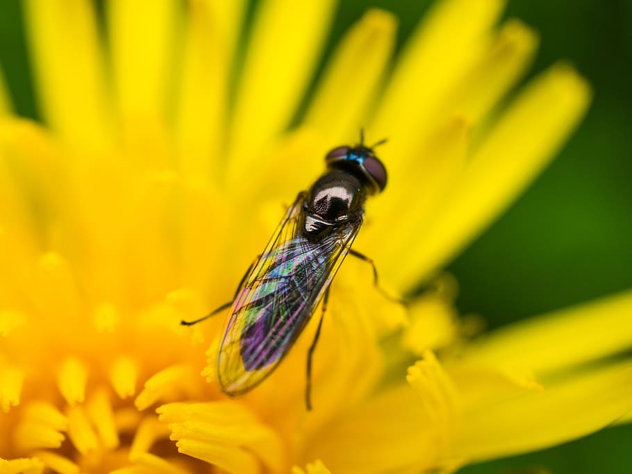insect, fly, macro, flower, dandelion, nature, invertebrate HD wallpaper