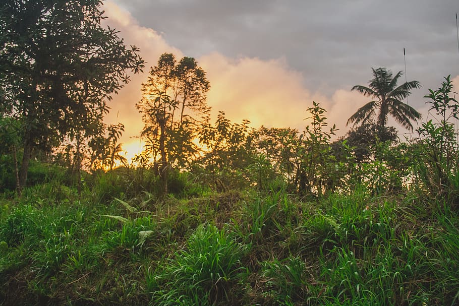 nature, sun, sunset, plants, tree, sky, growth, beauty in nature HD wallpaper