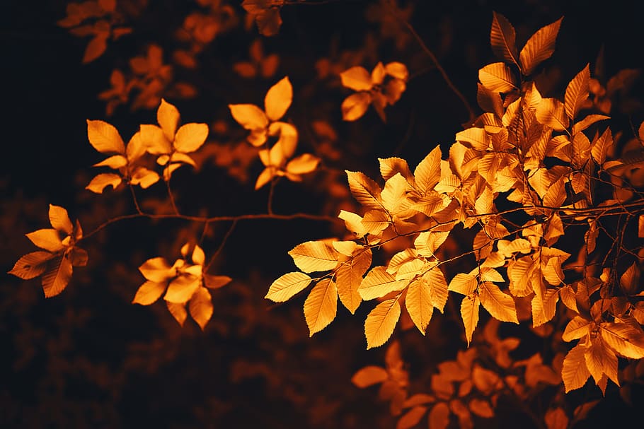 brown leaves, tree, wallpaper, golden, leaf, leafe, orange, night HD wallpaper